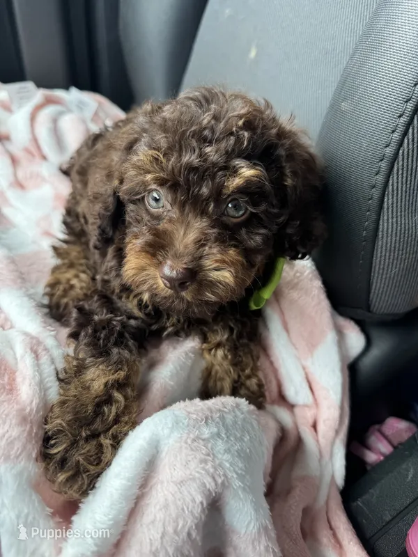 Teddy Grams  – Poodle - Toy , Miniature Bernedoodle puppy for sale in Deland, FL