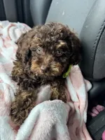 Teddy Grams , a male Poodle - Toy  for sale in Deland, FL – 1 of 10