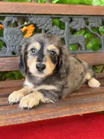 Bandit , a male Miniature Dachshund for sale in Deland, FL – 2 of 2