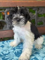 Pixie, a female Miniature Schnauzer for sale in Deland, FL – 3 of 8