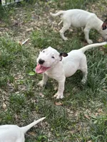Eggland , a male Miniature Bull Terrier for sale in Deland, FL – 3 of 5