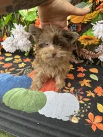 Tipsy, a female Yorkshire Terrier for sale in Deland, FL – 9 of 10