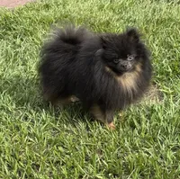 Merlin Toy , a male Pomeranian for sale in Deland, FL – 6 of 8