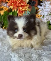 Snickers , a male Pomeranian and Pomsky for sale in Deland, FL – 3 of 9