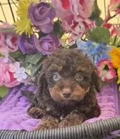 Teddy Grans Micro , a male Poodle - Toy  and Miniature Bernedoodle for sale in Deland, FL – 3 of 9