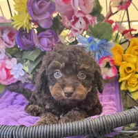 Teddy Grans Micro , a male Poodle - Toy  and Miniature Bernedoodle for sale in Deland, FL – 2 of 9