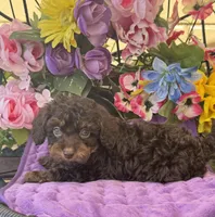 Teddy Grans Micro , a male Poodle - Toy  and Miniature Bernedoodle for sale in Deland, FL – 6 of 9