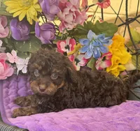 Teddy Grans Micro , a male Poodle - Toy  and Miniature Bernedoodle for sale in Deland, FL – 7 of 9