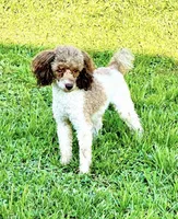 Teddy Grans Micro , a male Poodle - Toy  and Miniature Bernedoodle for sale in Deland, FL – 9 of 9