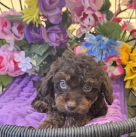 Teddy Grans Micro , a male Poodle - Toy  and Miniature Bernedoodle for sale in Deland, FL – 4 of 9