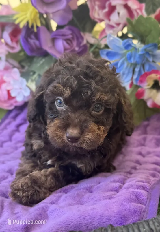 Teddy Grans Micro  – Poodle - Toy , Miniature Bernedoodle puppy for sale in Deland, FL
