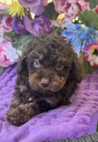 Teddy Grans Micro , a male Poodle - Toy  and Miniature Bernedoodle for sale in Deland, FL – 1 of 9
