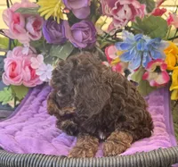 Teddy Grans Micro , a male Poodle - Toy  and Miniature Bernedoodle for sale in Deland, FL – 5 of 9