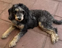 Teddy Grans Micro , a male Poodle - Toy  and Miniature Bernedoodle for sale in Deland, FL – 8 of 9