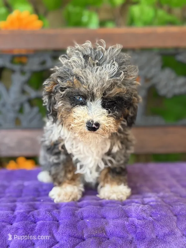 Baby Boy Micro  – Poodle - Toy , Miniature Bernedoodle puppy on hold in Deland, FL
