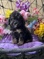 Midnight , a male Poodle - Toy  and Miniature Bernedoodle for sale in Deland, FL – 7 of 9