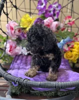 Midnight , a male Poodle - Toy  and Miniature Bernedoodle for sale in Deland, FL – 5 of 9