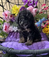 Midnight , a male Poodle - Toy  and Miniature Bernedoodle for sale in Deland, FL – 4 of 9
