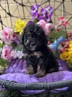 Midnight , a male Poodle - Toy  and Miniature Bernedoodle for sale in Deland, FL – 3 of 9