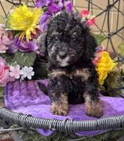 Midnight , a male Poodle - Toy  and Miniature Bernedoodle for sale in Deland, FL – 2 of 9