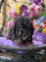 Midnight , a male Poodle - Toy  and Miniature Bernedoodle for sale in Deland, FL – 8 of 9