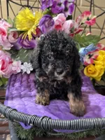 Midnight , a male Poodle - Toy  and Miniature Bernedoodle for sale in Deland, FL – 6 of 9