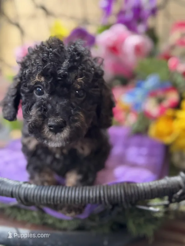 Midnight  – Poodle - Toy , Miniature Bernedoodle puppy for sale in Deland, FL