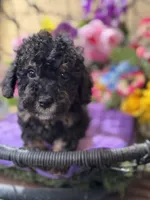 Midnight , a male Poodle - Toy  and Miniature Bernedoodle for sale in Deland, FL – 1 of 9