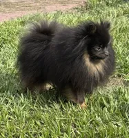 Merlin Toy , a male Pomeranian for sale in Deland, FL – 7 of 8