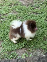 Root Beer , a male Pomeranian for sale in Deland, FL – 5 of 5