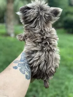 Cappi Jr , a male Yorkshire Terrier for sale in Deland, FL – 5 of 6