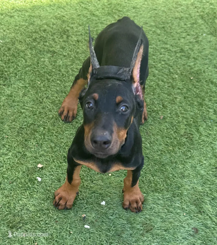 Black Beauty Euro  – Doberman Pinscher puppy for sale in Deland, FL