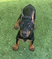 Black Beauty Euro , a female Doberman Pinscher for sale in Deland, FL – 3 of 10