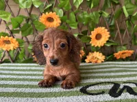 Paisley  Dapple , a female Miniature Dachshund for sale in Deland, FL – 3 of 5