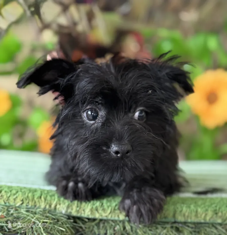 KB Black baby boy  – Yorkshire Terrier puppy for sale in Deland, FL
