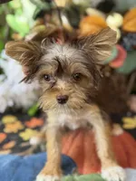 Baby Tina , a female Yorkshire Terrier for sale in Deland, FL – 8 of 8