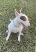 Eggy Merle , a male Miniature Bull Terrier for sale in Deland, FL – 2 of 9