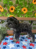Baby Bella , a female Miniature Schnauzer for sale in Deland, FL – 4 of 5