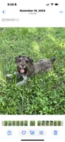 Freckles Toy Size , a female Miniature Schnauzer for sale in Deland, FL – 7 of 7