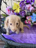 Stela, a female Miniature Dachshund for sale in Deland, FL – 3 of 7