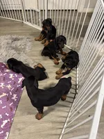Black Beauty Euro , a female Doberman Pinscher for sale in Deland, FL – 7 of 10