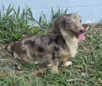 Stevie, a female Miniature Dachshund for sale in Deland, FL – 7 of 7