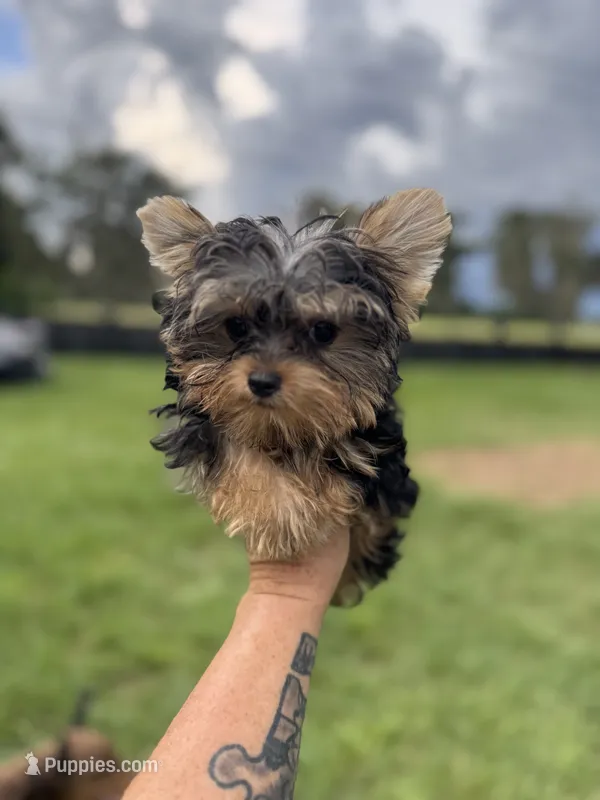 Blaze Tea Cup  – Yorkshire Terrier puppy for sale in Deland, FL
