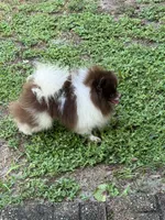 Root Beer , a male Pomeranian for sale in Deland, FL – 3 of 5