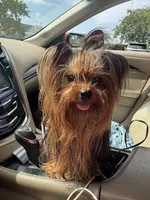Blaze Tea Cup , a male Yorkshire Terrier for sale in Deland, FL – 9 of 10