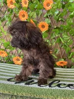 Tiny Mystque  Toy Size , a female Poodle - Toy  and Miniature Bernedoodle for sale in Deland, FL – 7 of 10