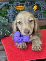 Sweet Tooth, a female Miniature Dachshund for sale in Deland, FL – 8 of 9