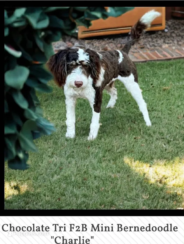 Charlie  – Miniature Bernedoodle puppy for sale in Deland, FL