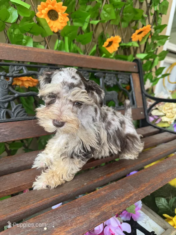 Freckles  – Miniature Schnauzer puppy for sale in Deland, FL