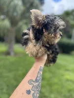 Blaze , a male Yorkshire Terrier for sale in Deland, FL – 4 of 7